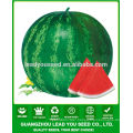 JW09 Xuelian high disease resistant hybrid seedless watermelon seeds f1 for planting